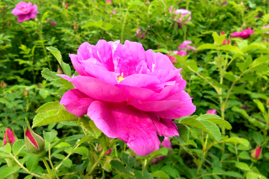 DSC_6322.jpg