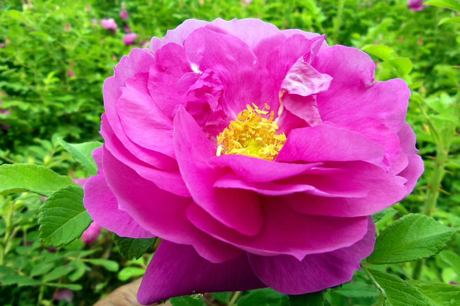 DSC_6323.jpg