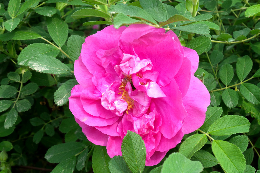 DSC_6328.jpg