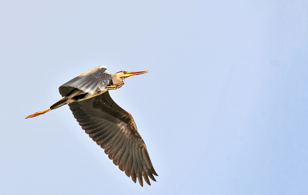 DSC_4092.jpg