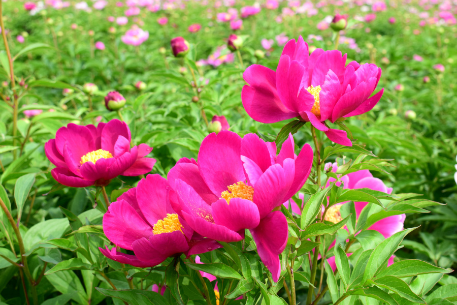 DSC_3984.jpg