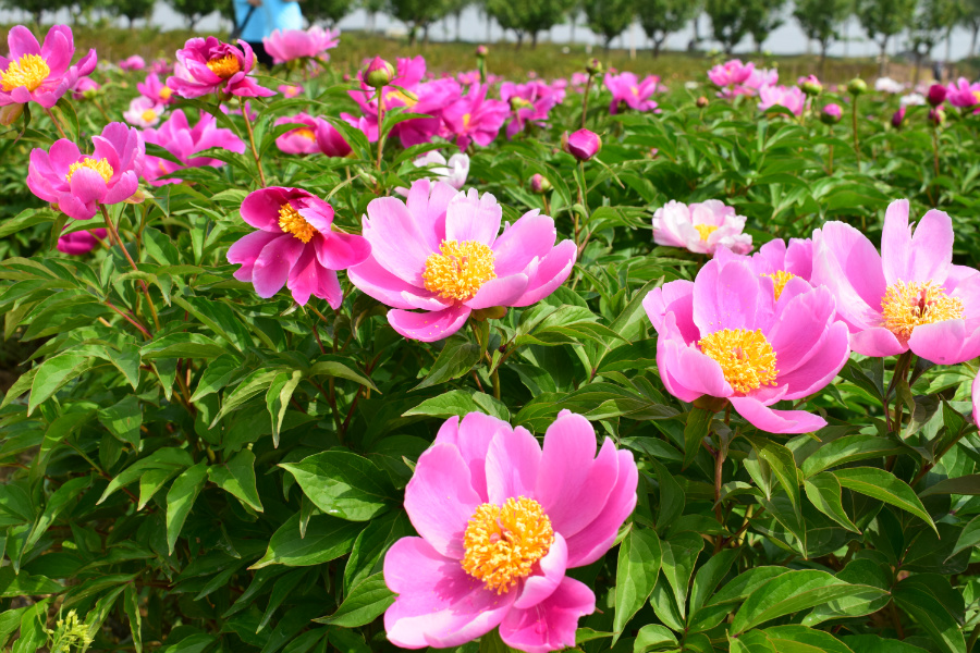 DSC_3992.jpg