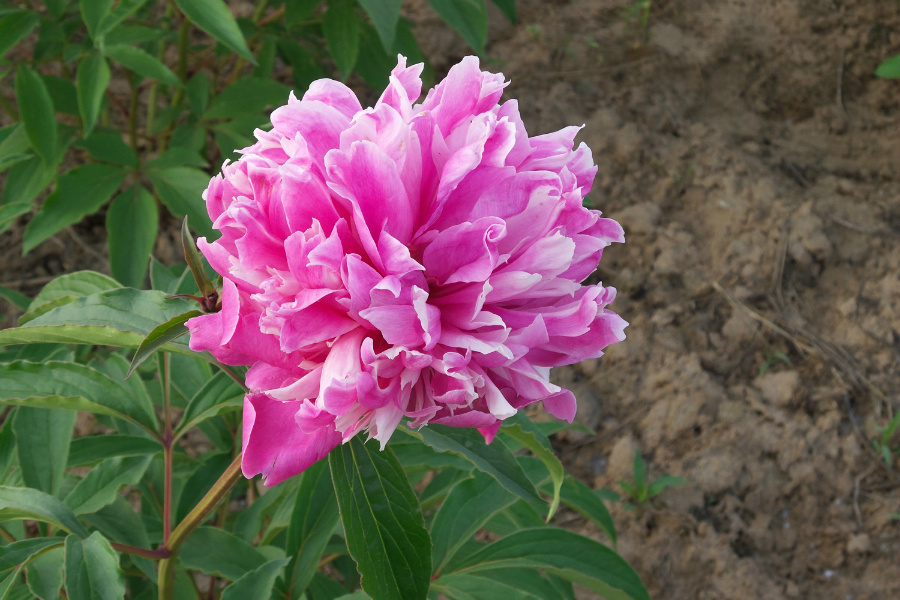 DSC_6326.jpg