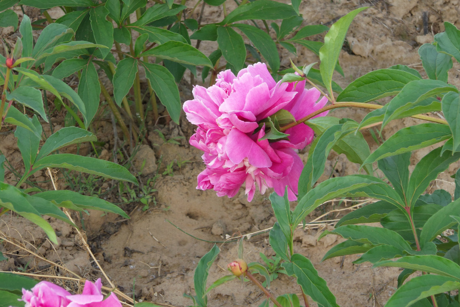 DSC_6327.jpg