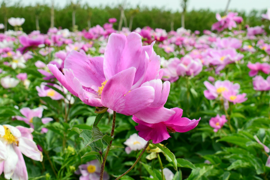 DSC_6343.jpg