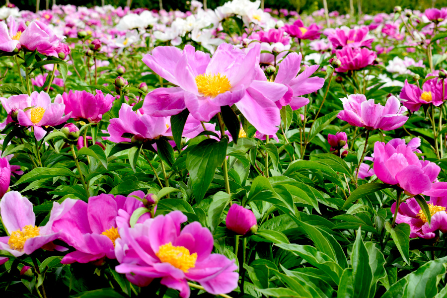 DSC_6350.jpg