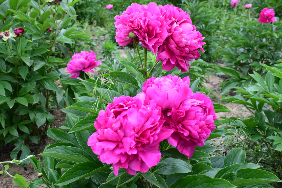 DSC_6384.jpg