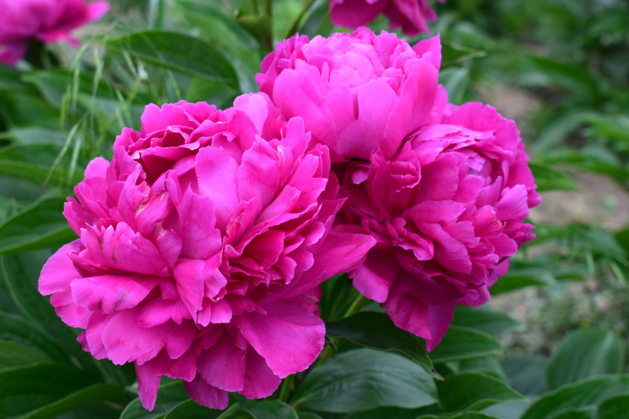 DSC_6385.jpg