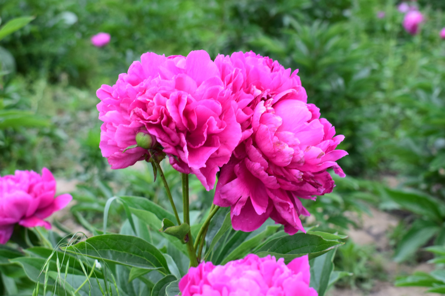 DSC_6386.jpg