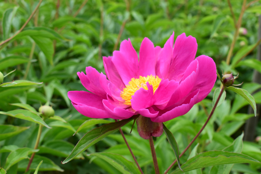 DSC_8156.jpg