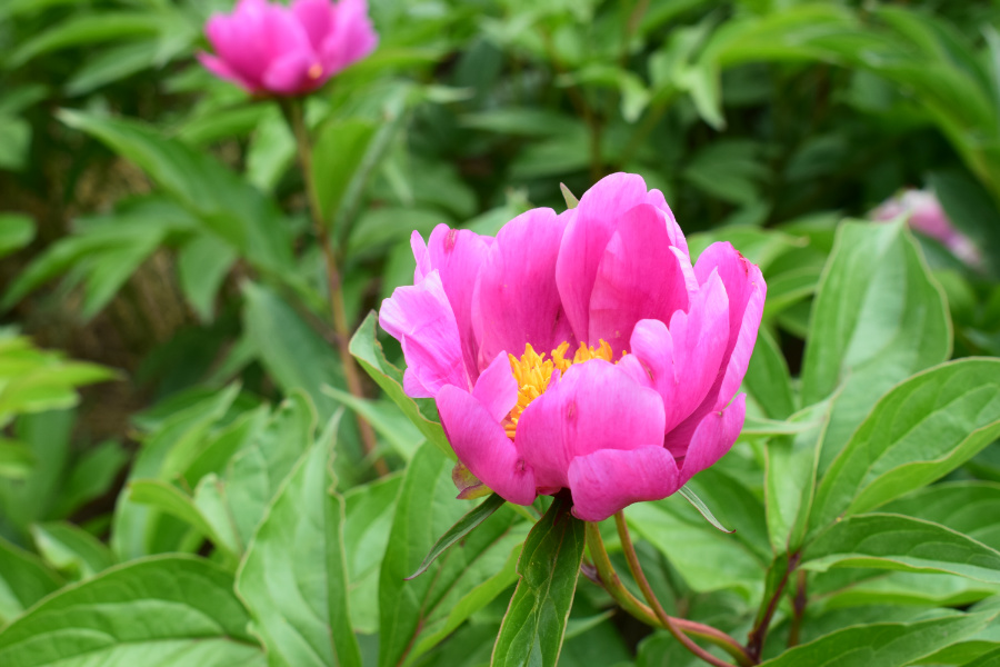 DSC_8158.jpg