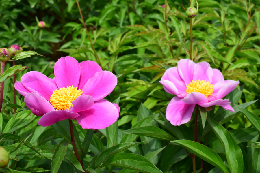DSC_8159.jpg