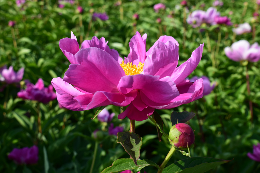 DSC_8162.jpg