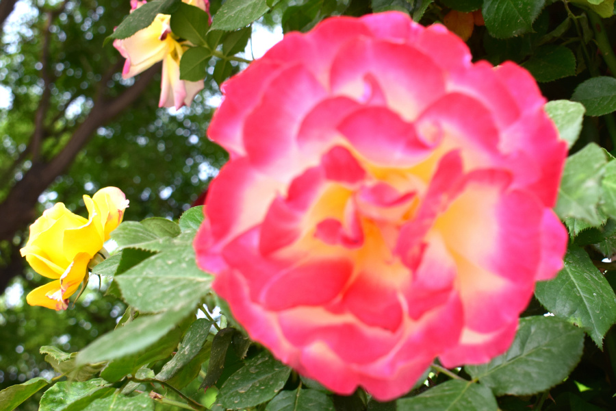 DSC_8168.jpg