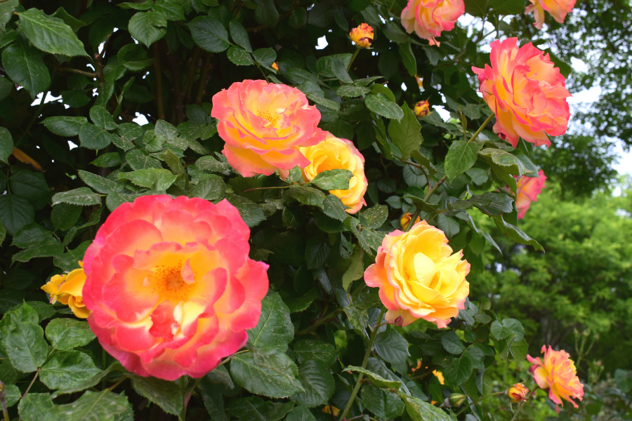 DSC_8169.jpg