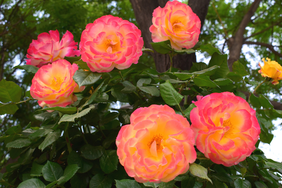 DSC_8171.jpg