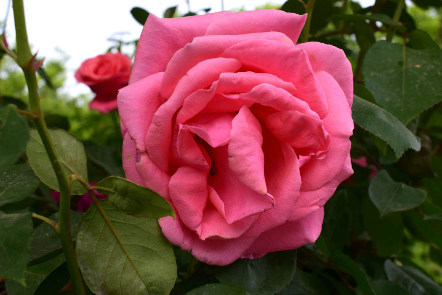 DSC_8172.jpg