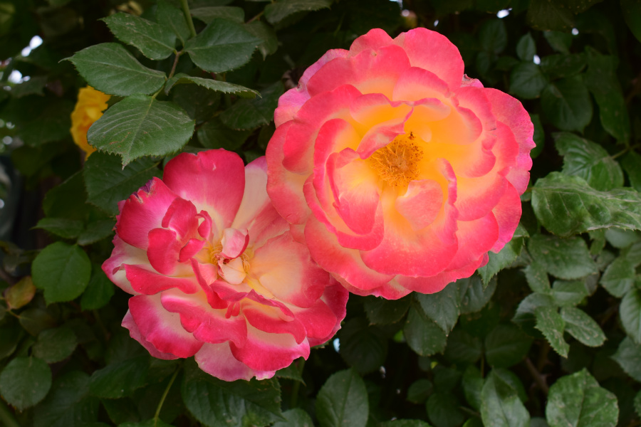 DSC_8173.jpg