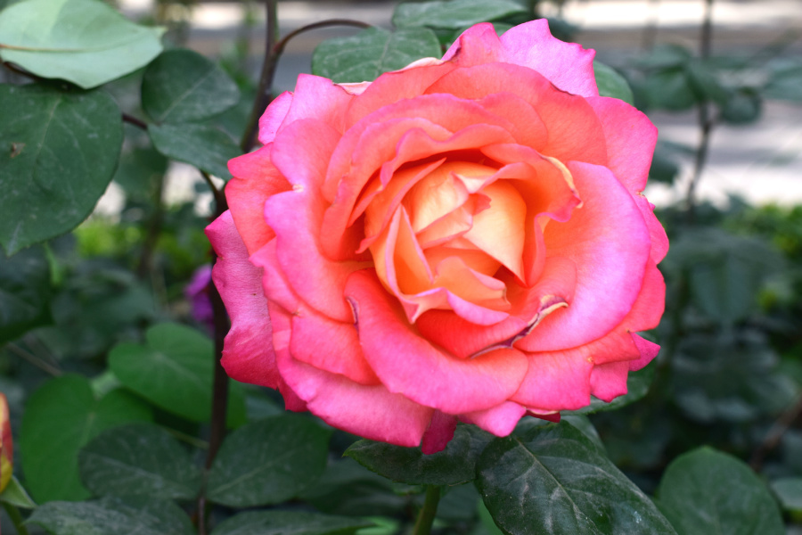 DSC_8174.jpg