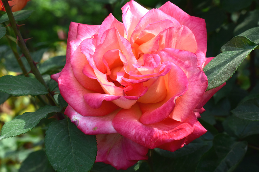 DSC_8175.jpg