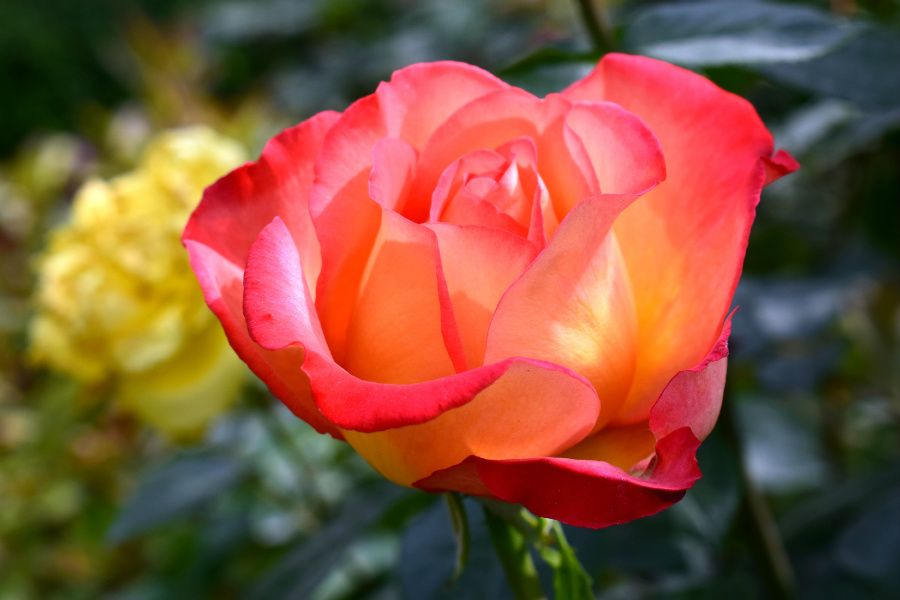 DSC_8176.jpg