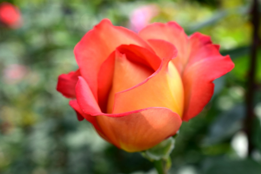 DSC_8177.jpg