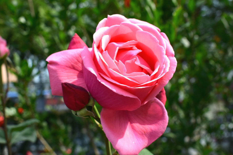 DSC_8180.jpg