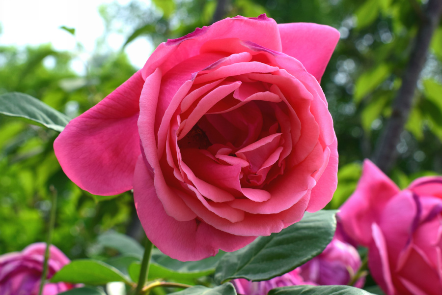 DSC_8181.jpg