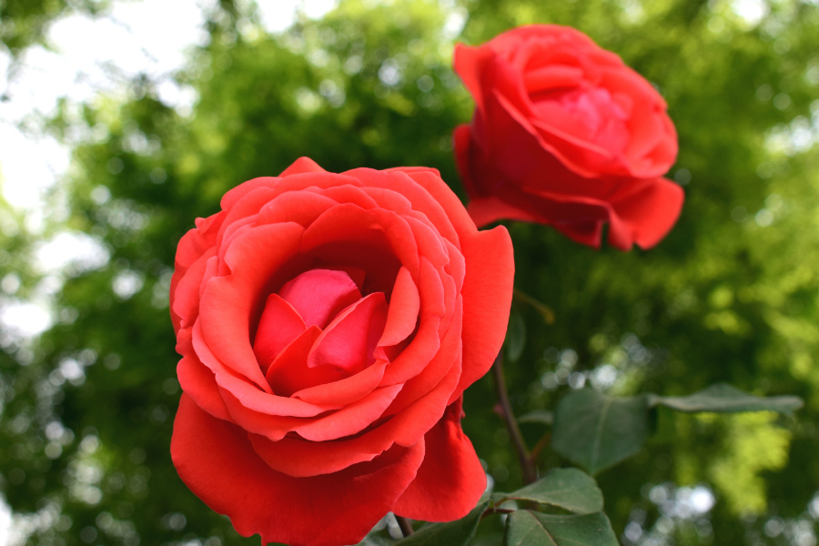 DSC_8182.jpg