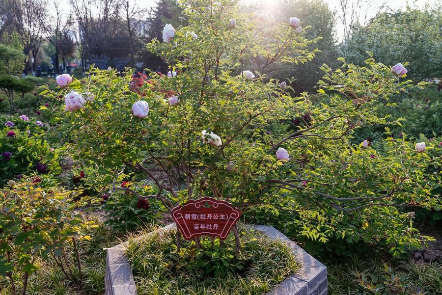 _K1W5484.jpg