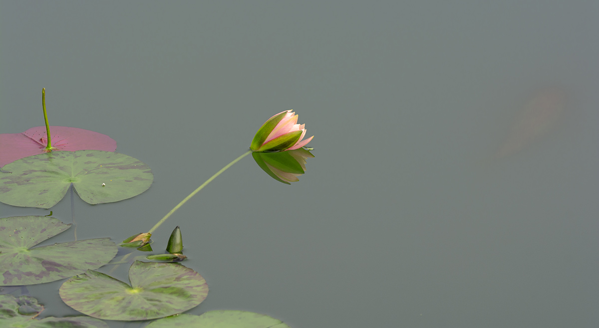 DSC_7207.jpg