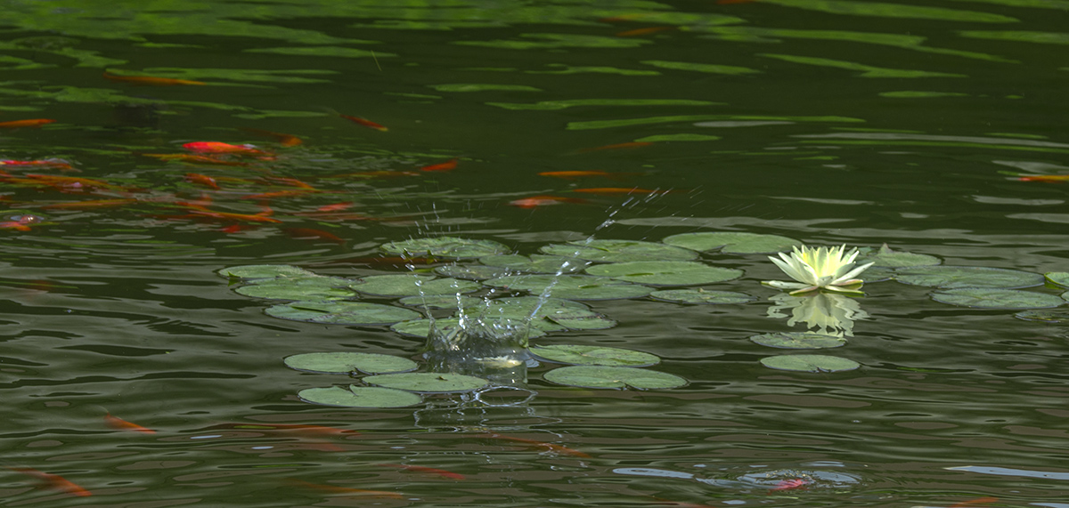 DSC_7233.jpg