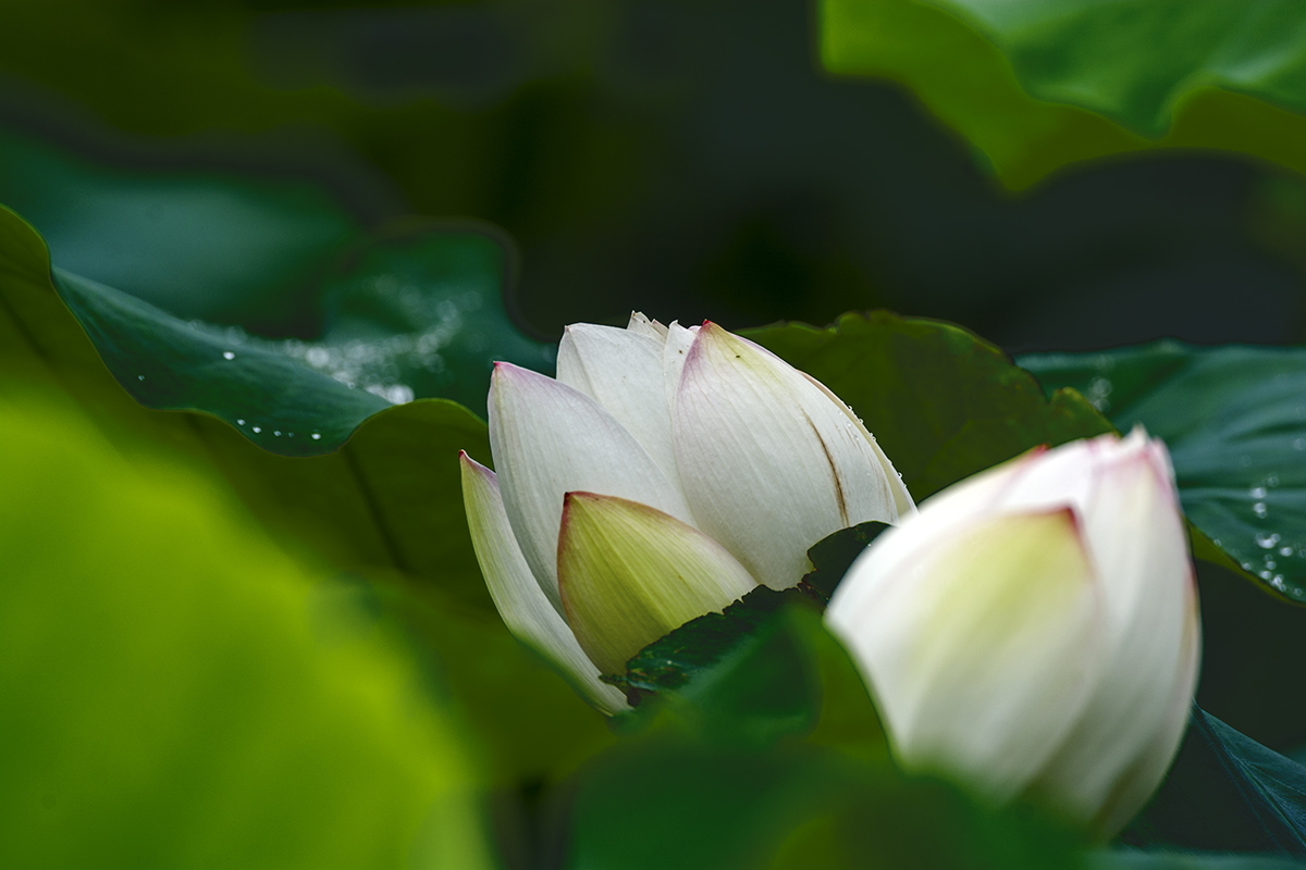 DSC_9594.jpg
