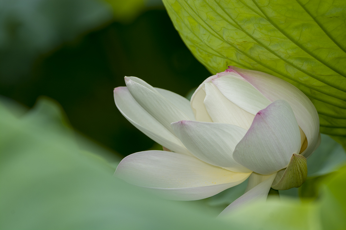 DSC_9603.jpg