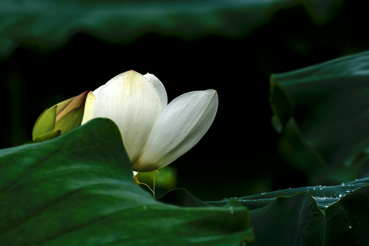DSC_9613.jpg