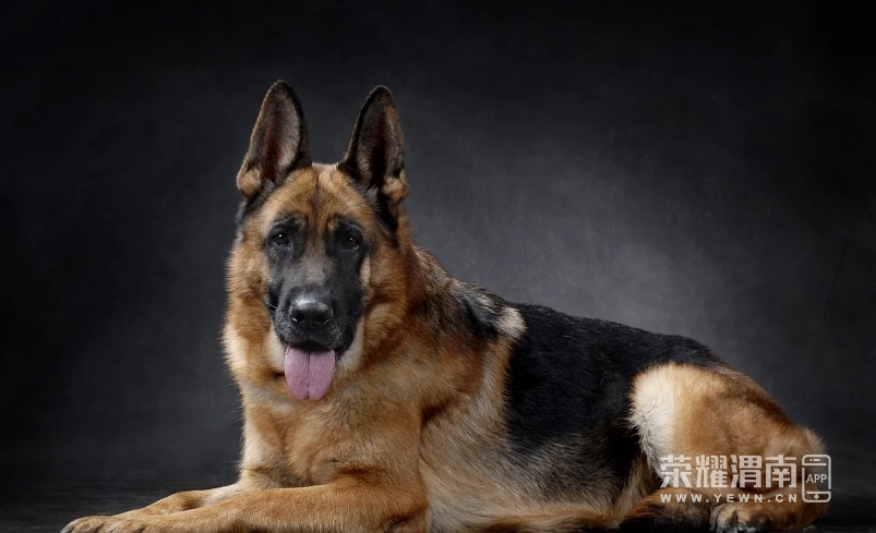 出售雄性德国牧羊犬一只