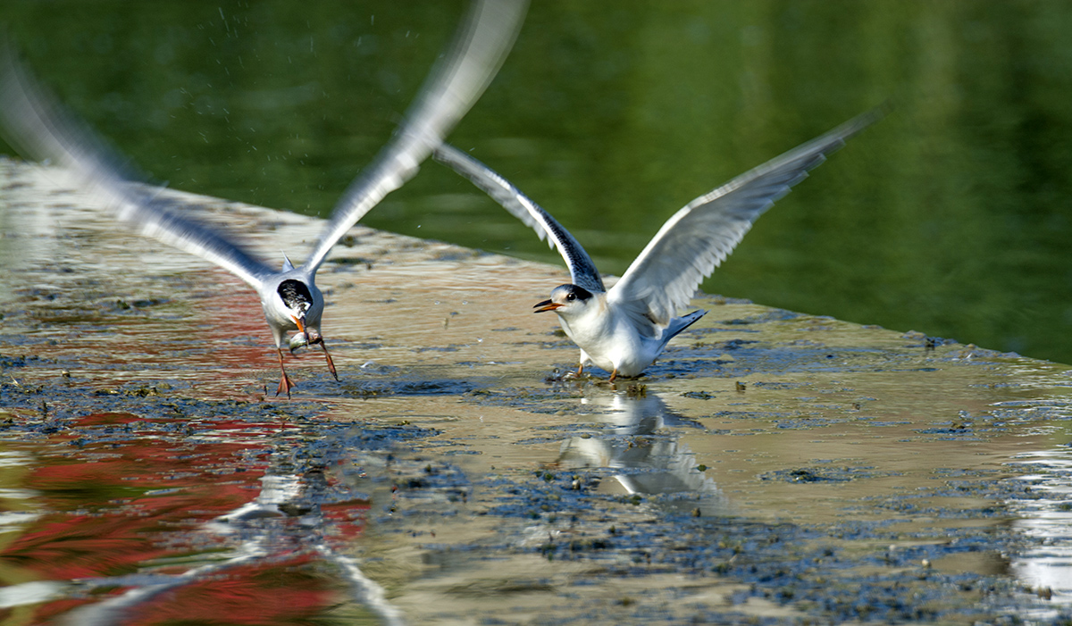 DSC_0310.jpg