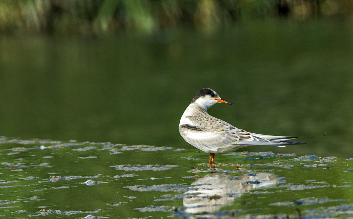 DSC_0315.jpg