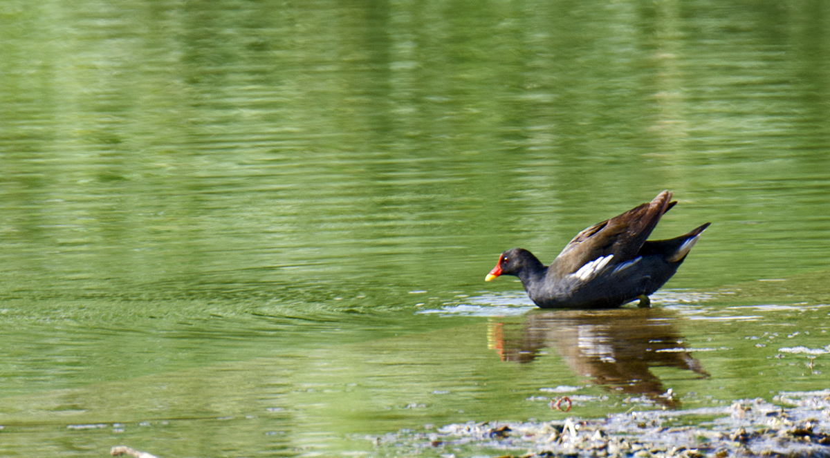 DSC_0347.jpg
