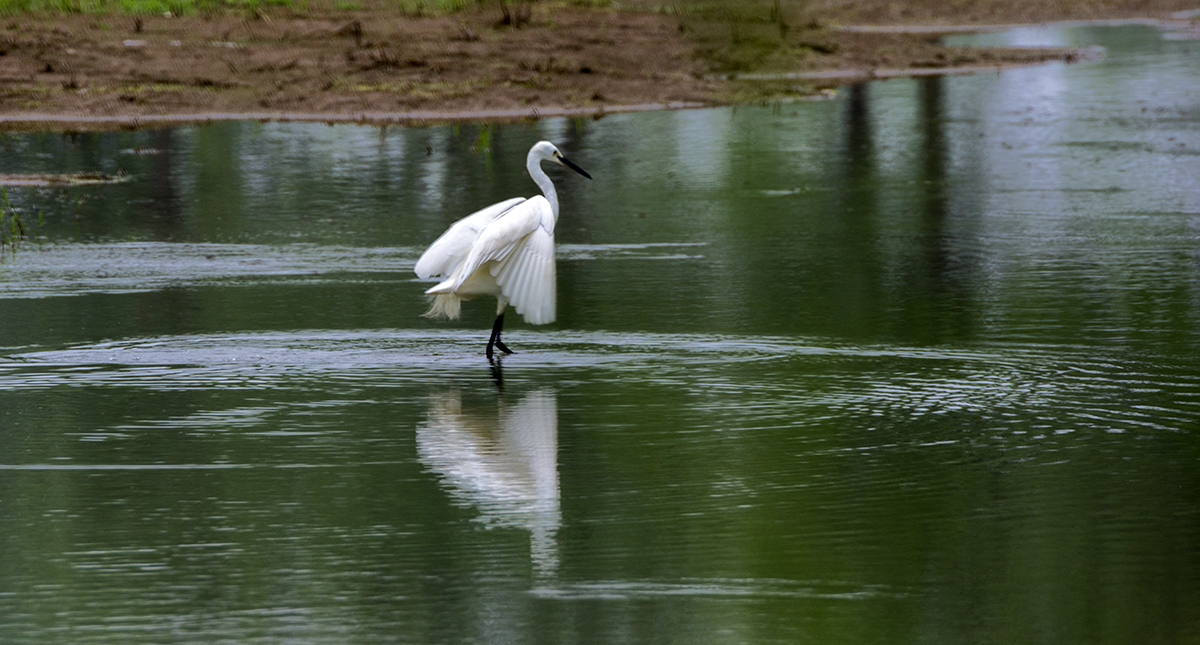 DSC_0383.jpg