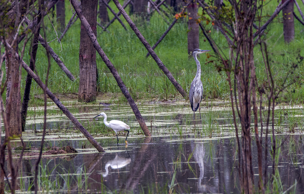 DSC_0366.jpg