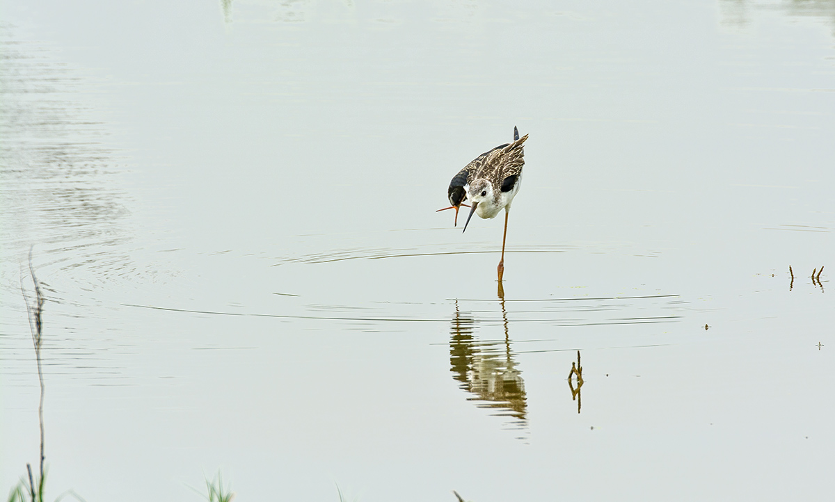 DSC_0398.jpg