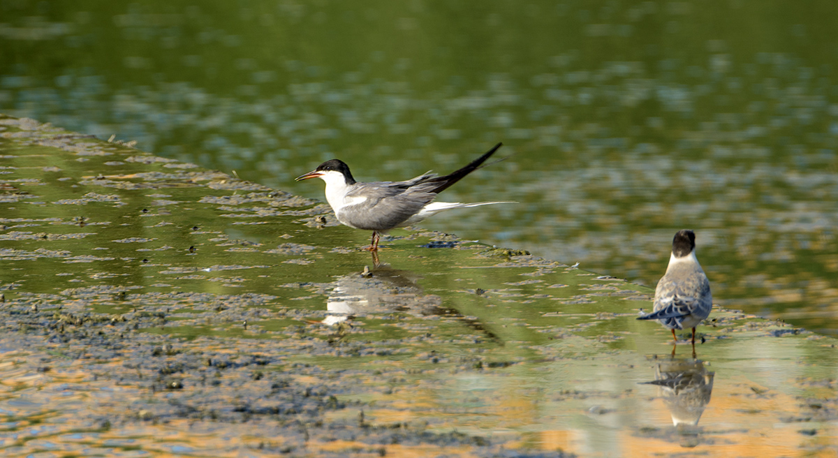 DSC_0334.jpg