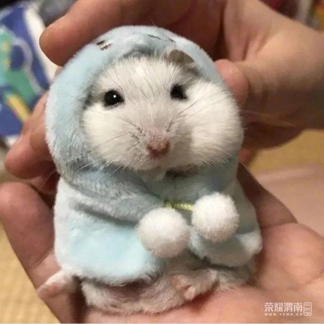 养的仓鼠都是小女生,想问下谁有公仓鼠呀,生宝宝后可以给鼠爸爸几只!