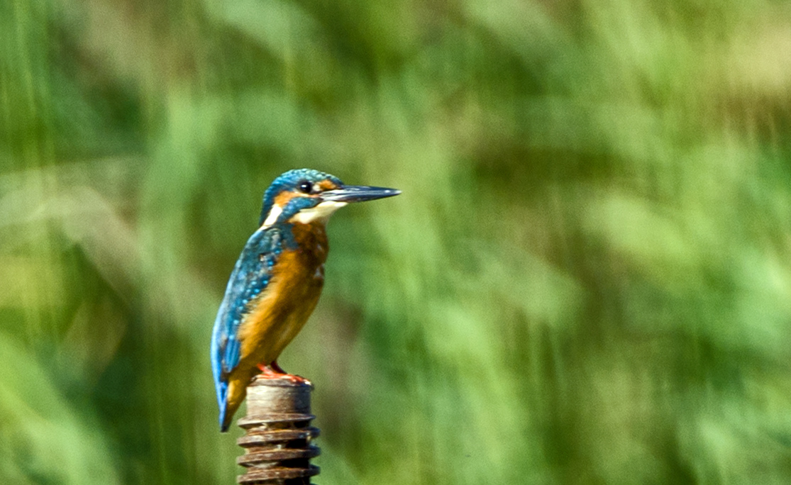 DSC_0987.jpg