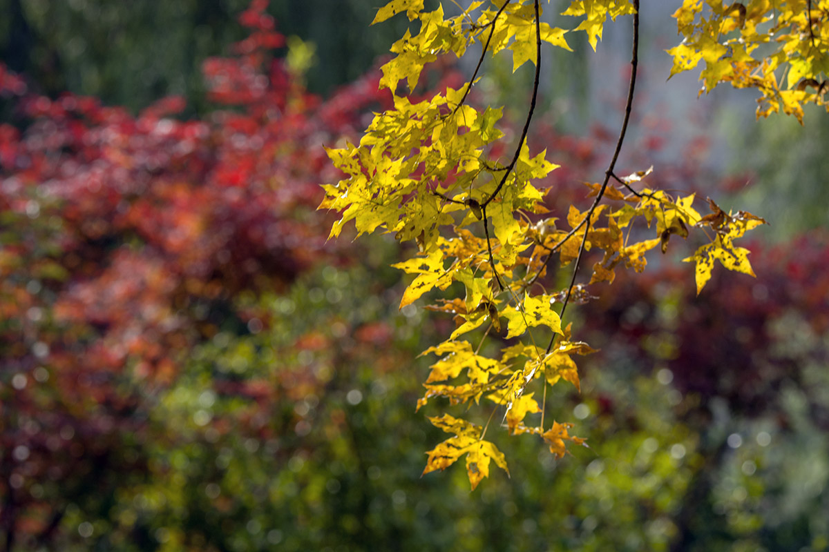 DSC_3339.jpg