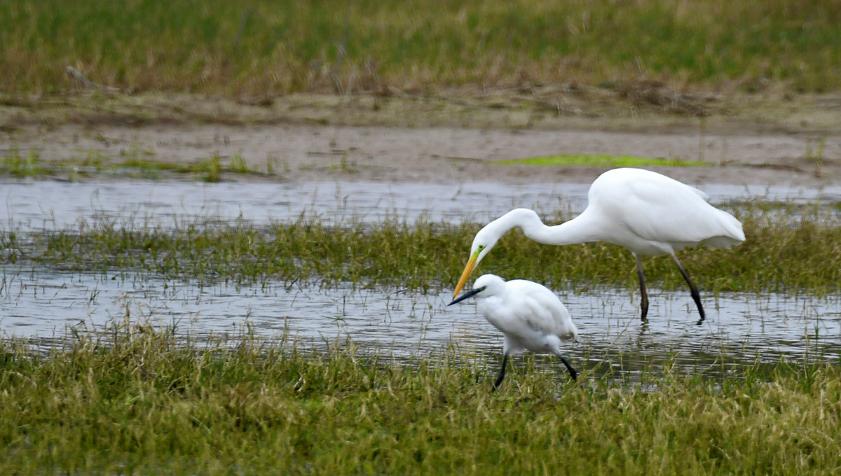 DSC_1134.jpg