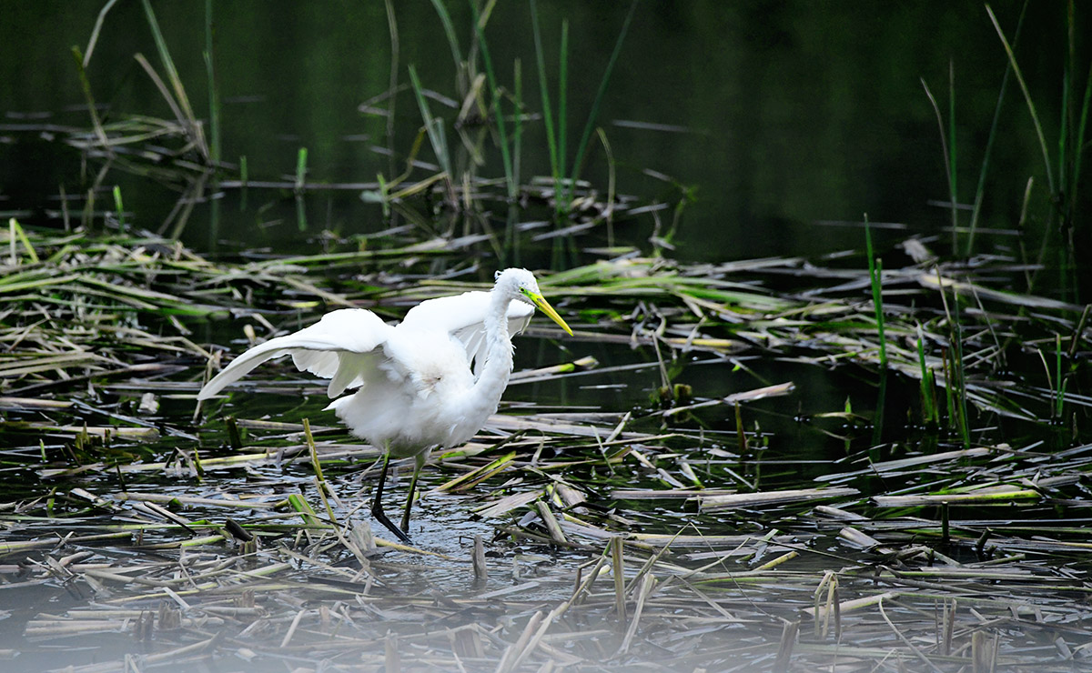 DSC_1164.jpg