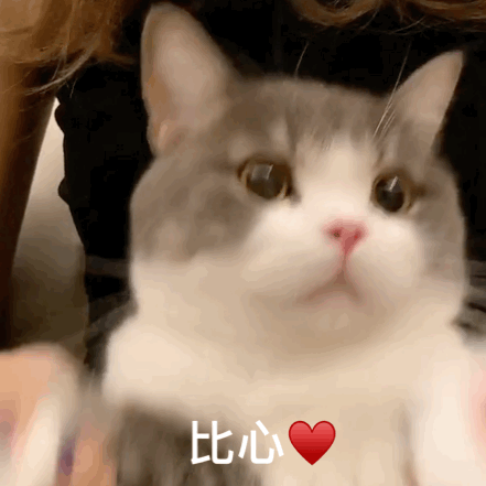 152557suenho6z63ndapug.jpg
