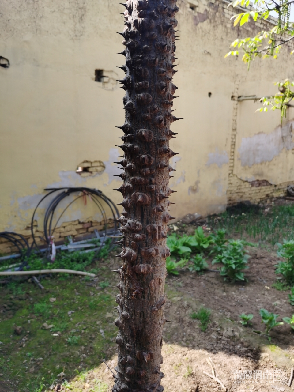 回老家看见的,树干上都是刺,好奇怪!